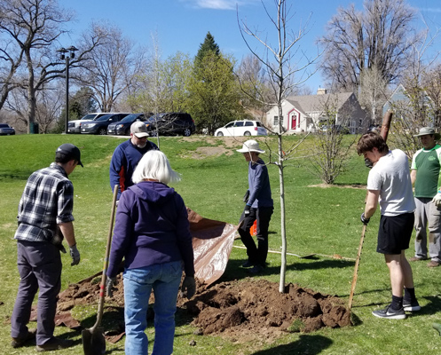 A group of people gather around a small tree planted in a park.
