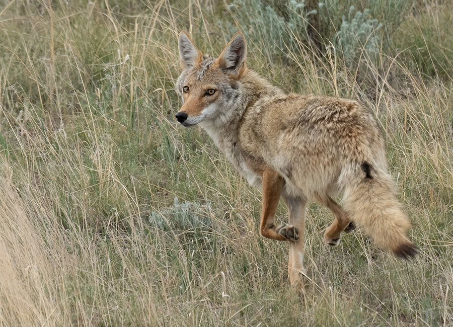photo-of-a-fox