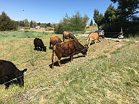 cattle grazing for webpage