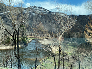Charred trees lining the Poudre River