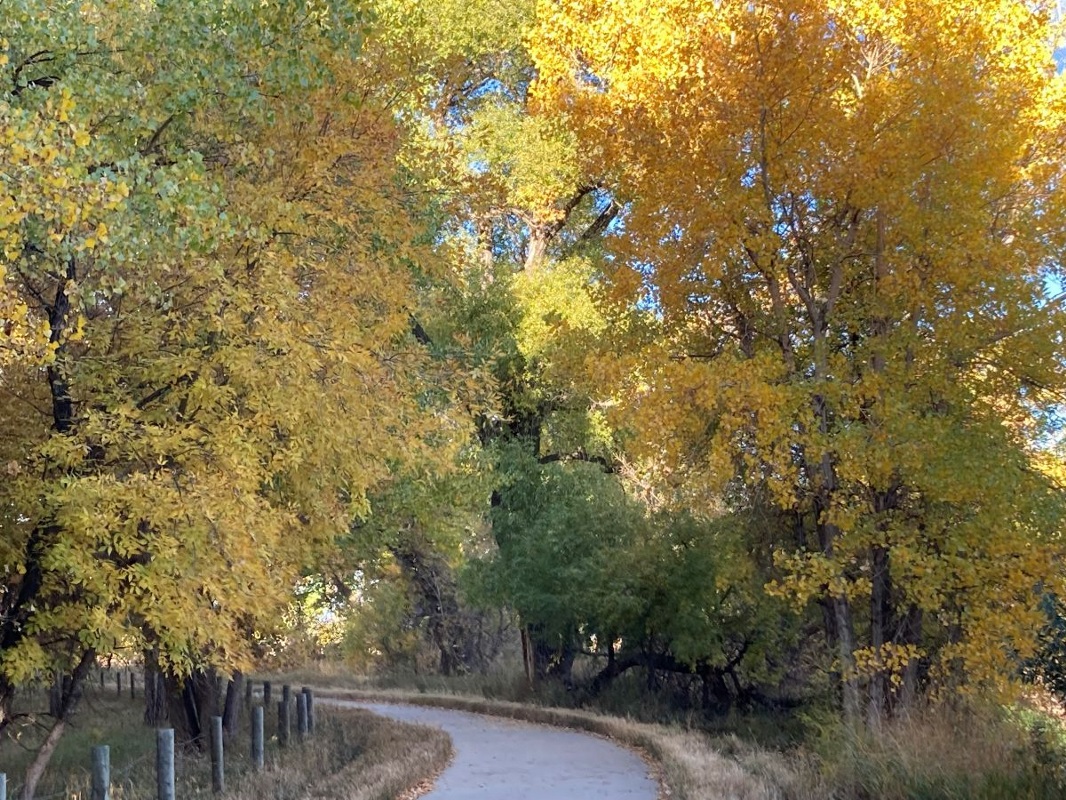 Poudre River Trail surrounded by trees in autumn