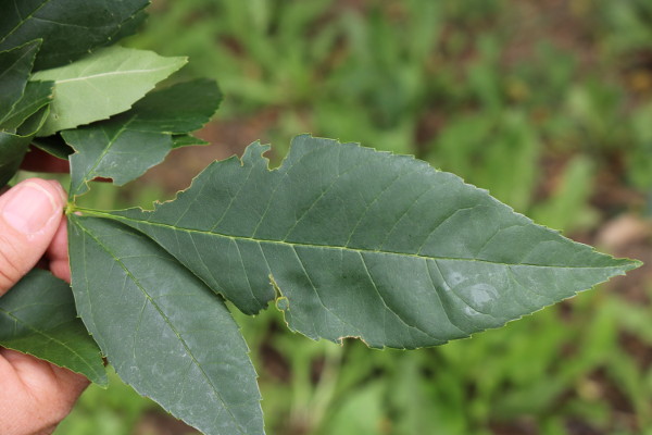 EAB Unremarkable Leaf Bites