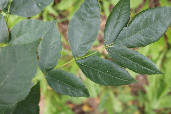 EAB_Ash Tree Identifying Leaf Pattern