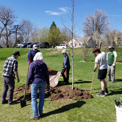 A group of people gather around a small tree planted in a park.