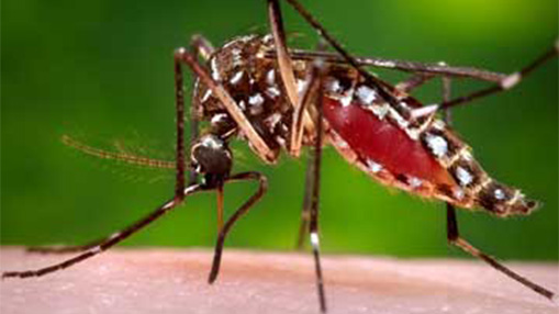 City-of-Greeley-Program-to-Reduce-Mosquitoes