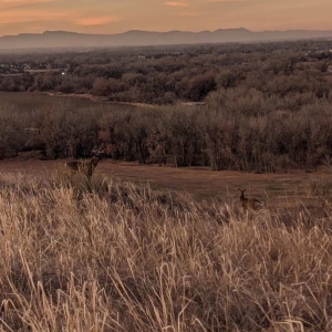 Prairie landscape at sunset with mountains in the background and deer. 