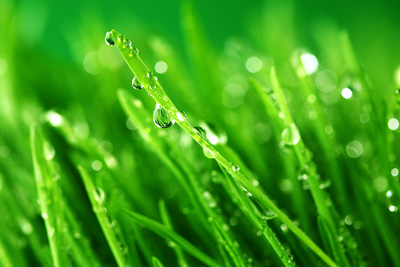 Wet-Grass-Lawn