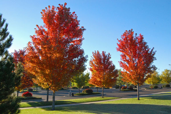Fall Trees