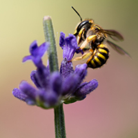 bee bee