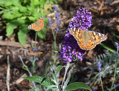 Butterflies at Xeric Garden
