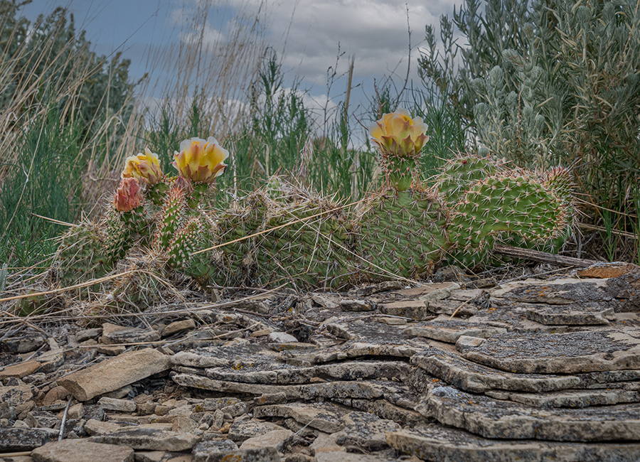 photo-of-prarie-cactus