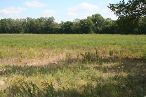 Field with lots of weeds