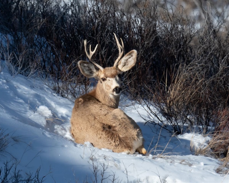 Deer laying in snow looking at camera