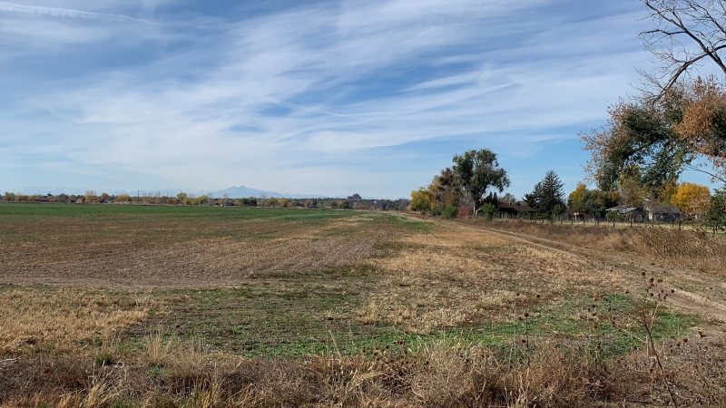 Looking west across an agricultural field towards the Rocky Mountains. A road to the right leads to a home tucked in some trees.