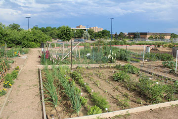 Community-Gardens