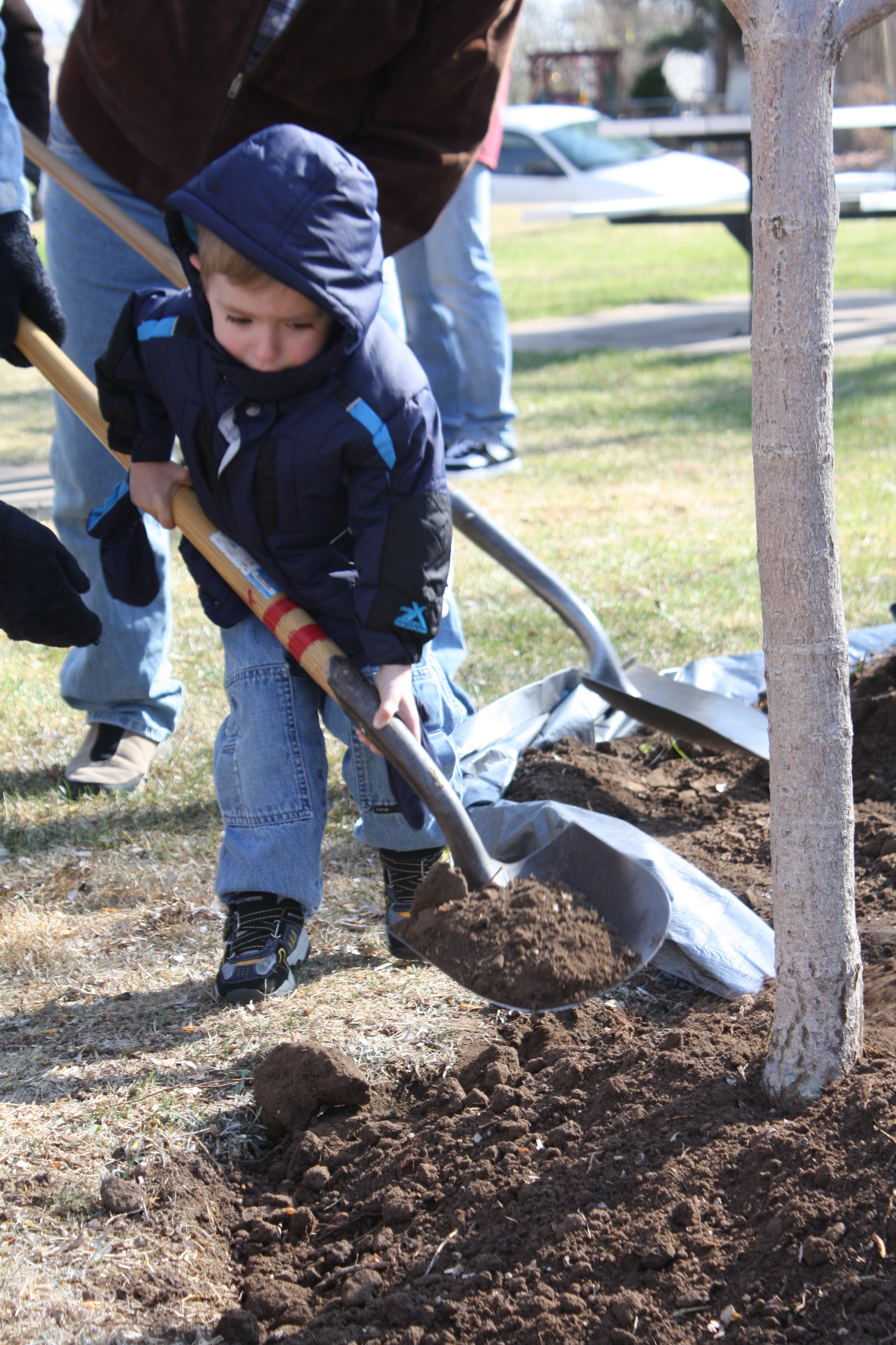 Boy Helping Plant a Tree