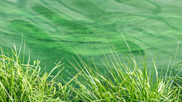 photo of an algal bloom
