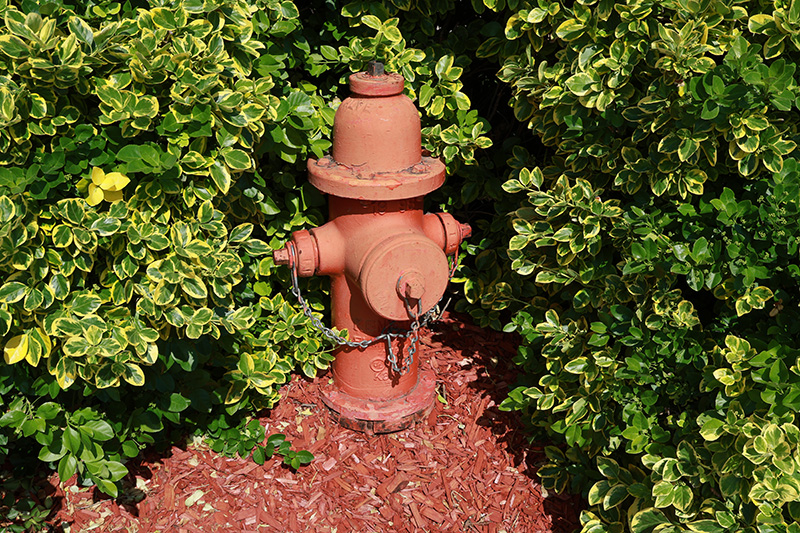 Fire hydrant surrounded by tall shrubs